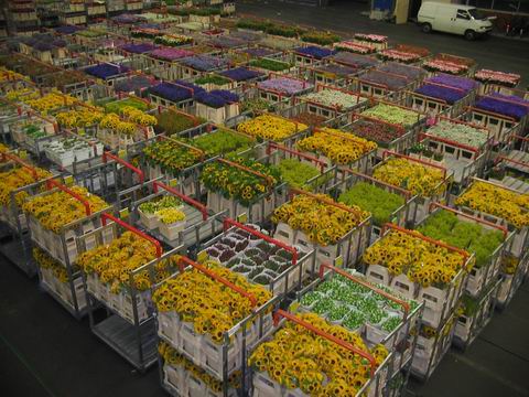 Blumenmarkt Aalsmeer