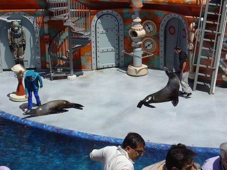 Sea Lion and Otter Show